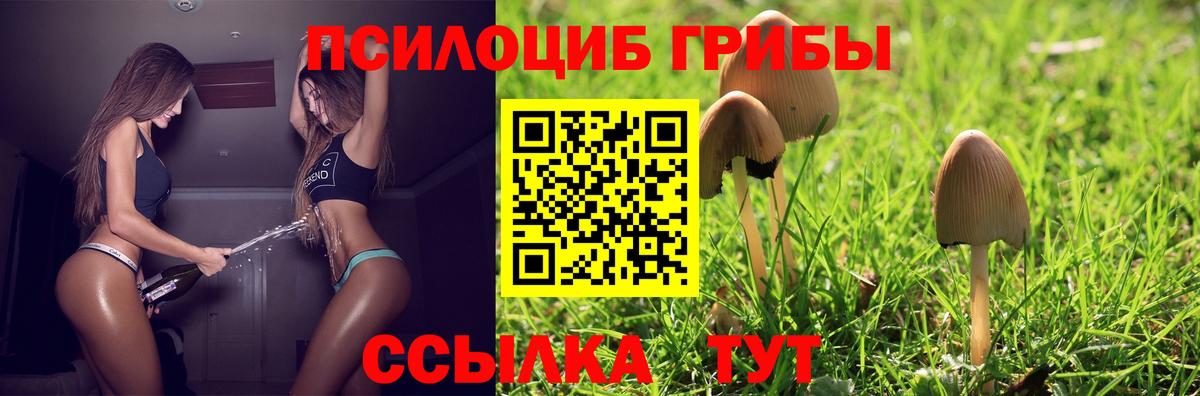 Галлюциногенные грибы Psilocybe Кольчугино